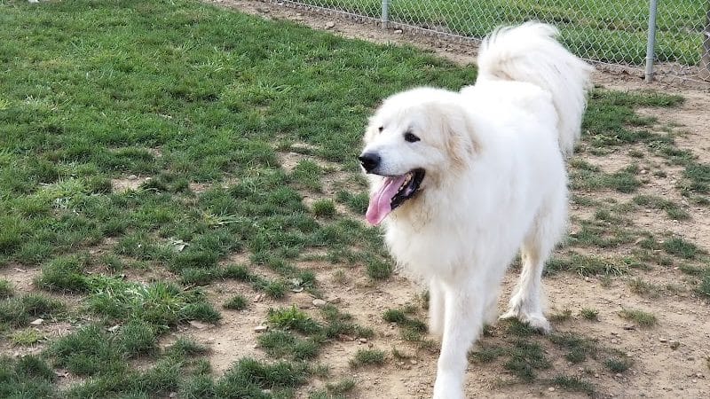 Tails on the Trail (Dog Park) - Uniontown, PA