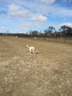 Pioneer Dog Park