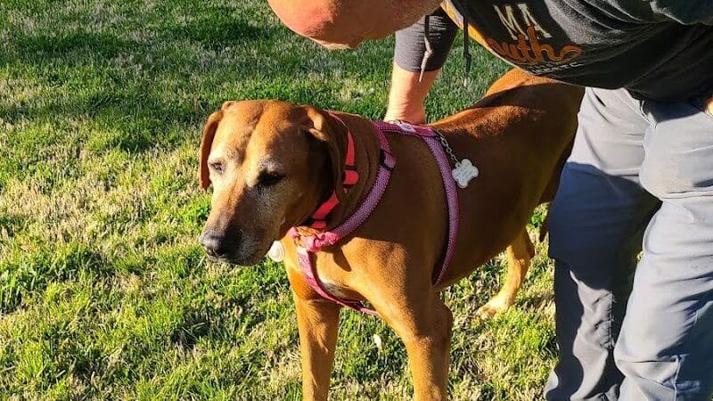 Bark Park - Vandalia, IL