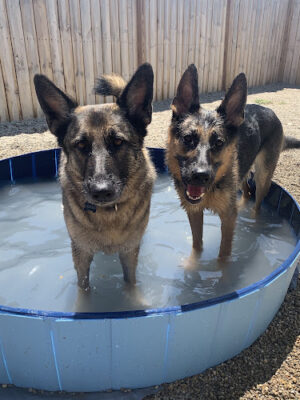 The Hound Playground