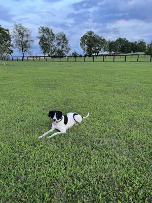 Woodford County Dog Park
