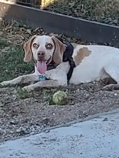 Woodford County Dog Park - Versailles, KY