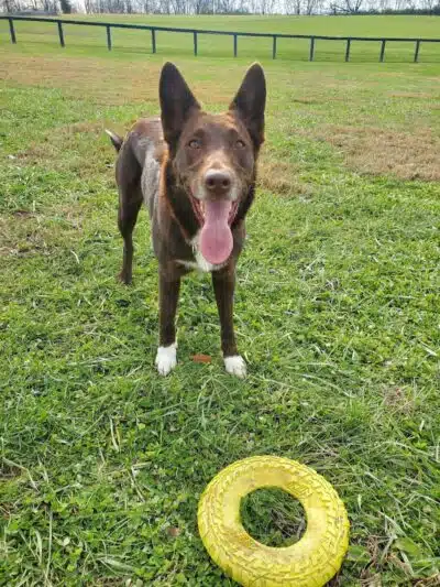 Woodford County Dog Park - Versailles, KY