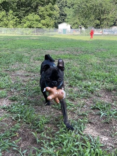 Park for Big Dogs@ Jackson Park - Vienna, WV
