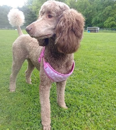Park for Big Dogs@ Jackson Park - Vienna, WV