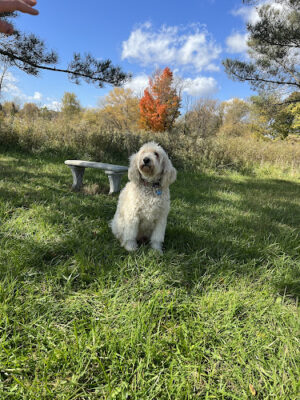 Princes Private Pup Park