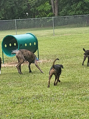 Wadsworth Community Dog Park