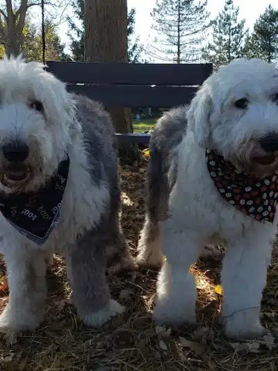Red River Dog Farm - Wakeman, OH
