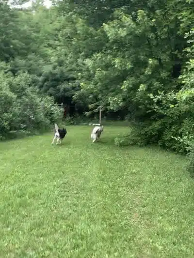 Red River Dog Farm - Wakeman, OH