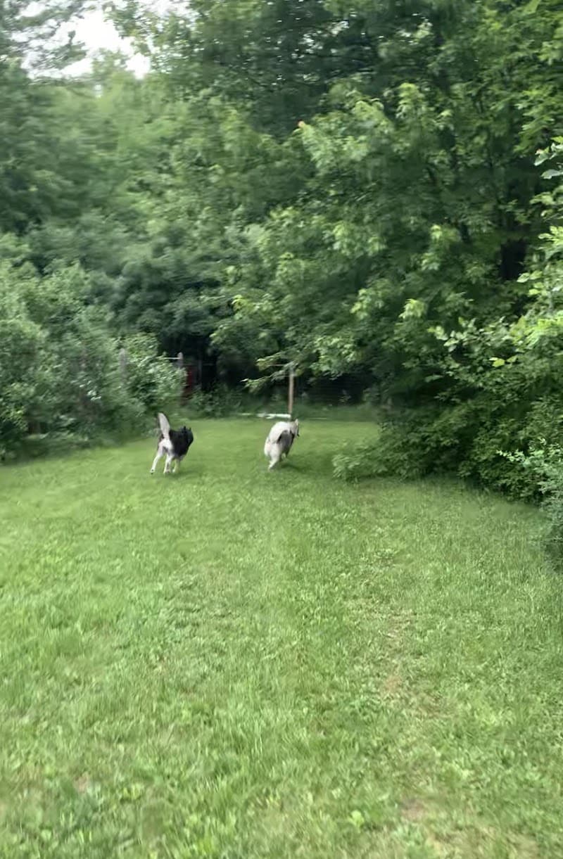Red River Dog Farm - Wakeman, OH