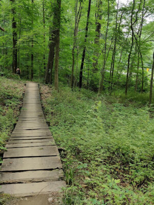 Bedford Reservation MTB Trails, Farley Lot