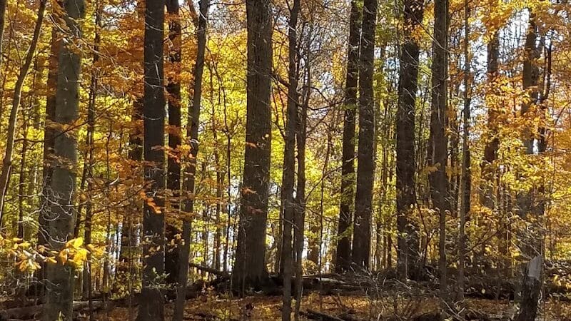 Egbert Picnic Area - Walton Hills, OH