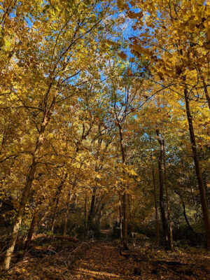 Sagamore Creek Trail Loop