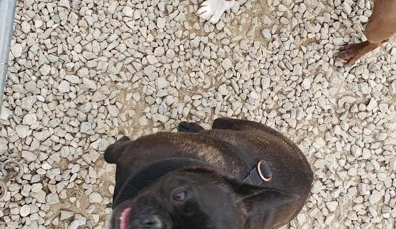 Wapak Dog Park - Wapakoneta, OH