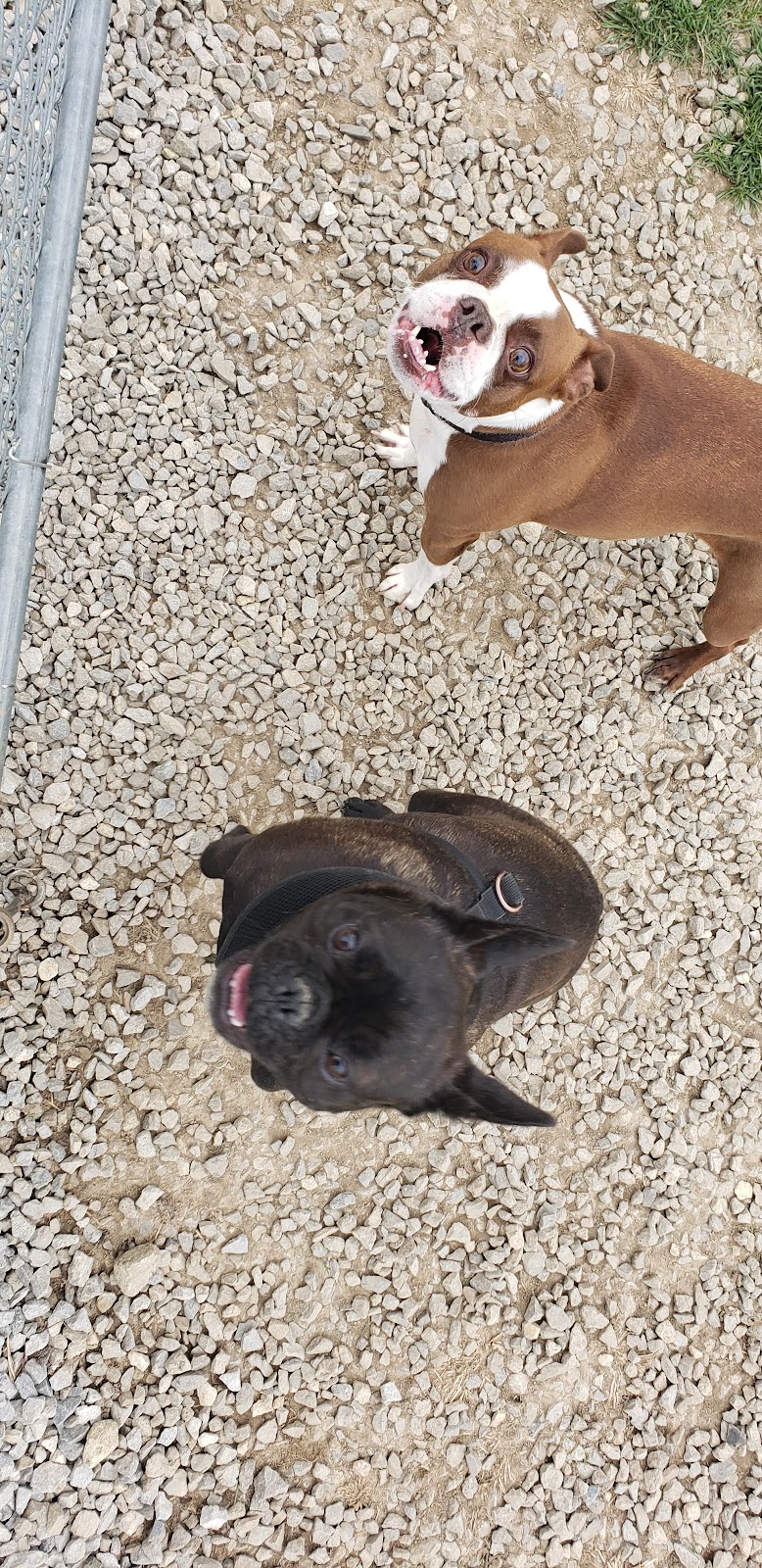 Wapak Dog Park - Wapakoneta, OH