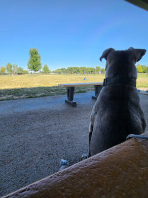 Warminster Dog Park