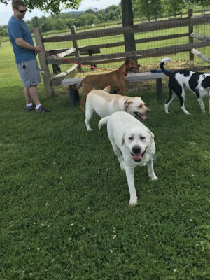 Doylestown Private Dog Park (members only)