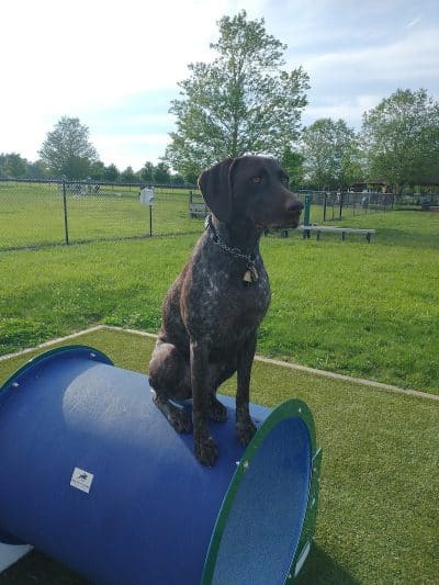Doylestown Private Dog Park (members only) - Warrington, PA