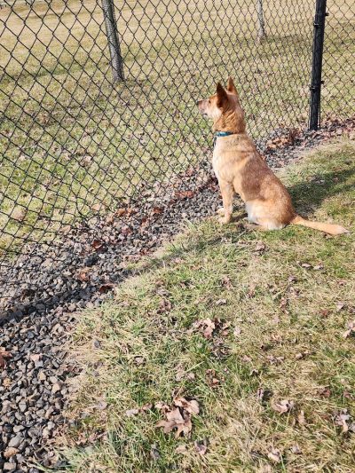 Doylestown Private Dog Park (members only) - Warrington, PA