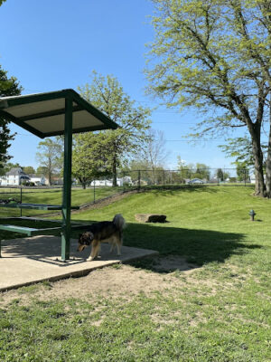 Dog Park
