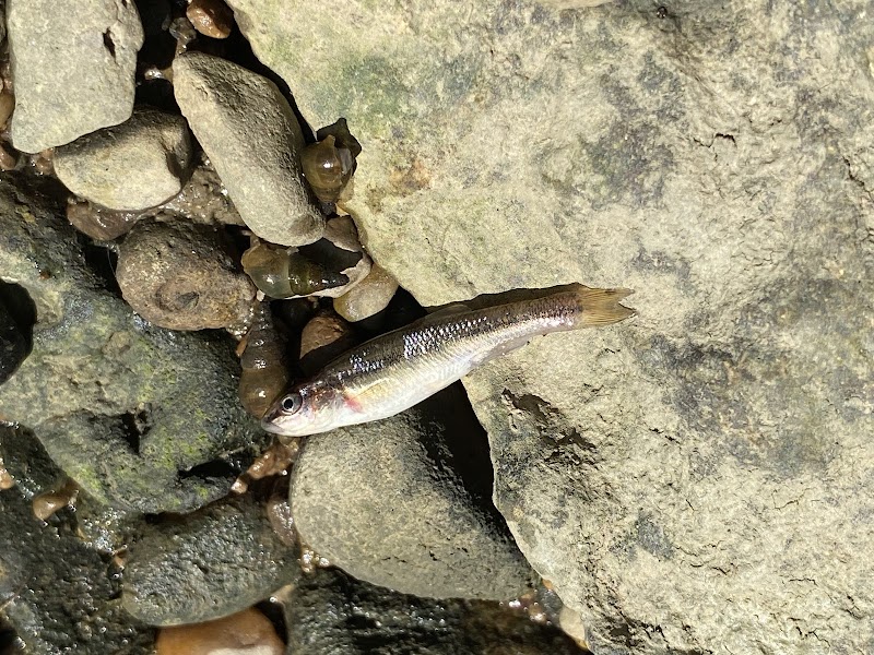 Beechwood Springs Park - Washington Township, OH