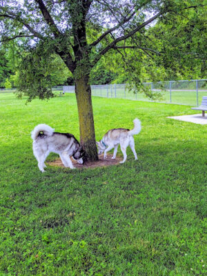 Oak Grove Park