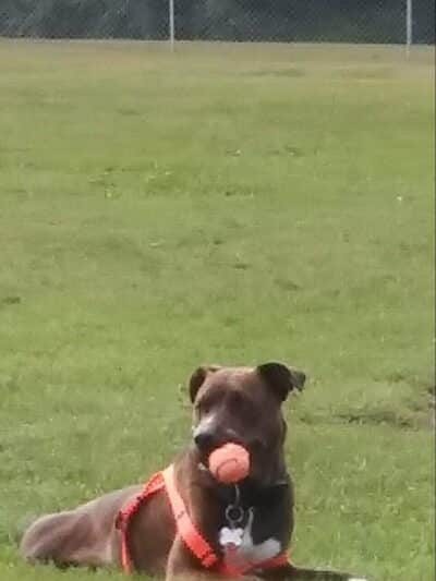 Scentral Dog Park - Waterford, NY