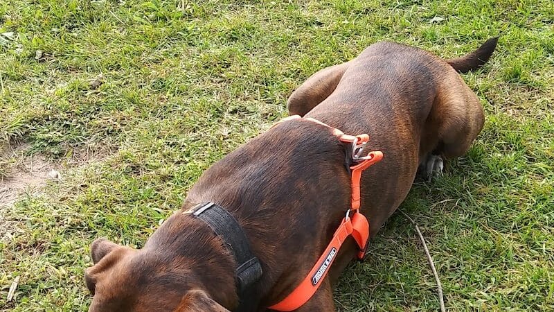 Scentral Dog Park - Waterford, NY