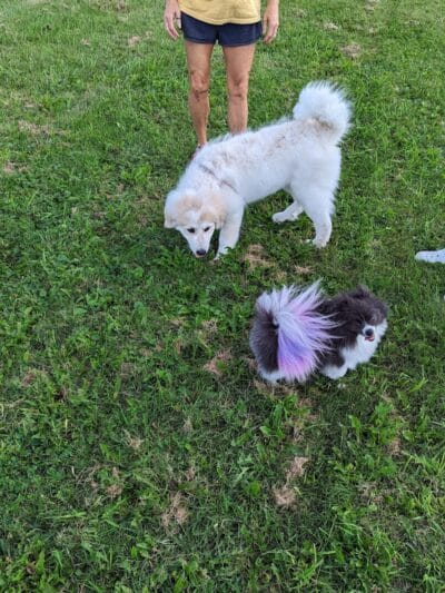 Waverly Dog Park - Waverly, IA