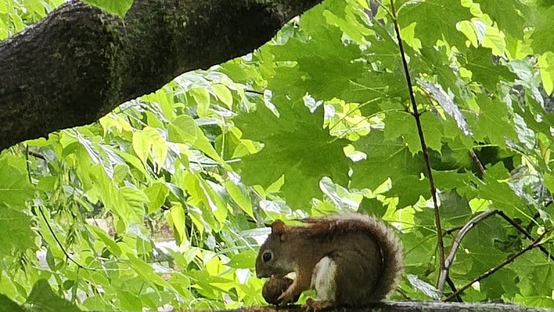 Friends of Radnor Trail Park - Wayne, PA