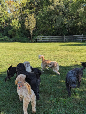 Friends of Radnor Trail Park