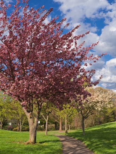 James C. Dittmar Park - Wayne, PA