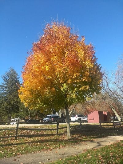 James C. Dittmar Park - Wayne, PA