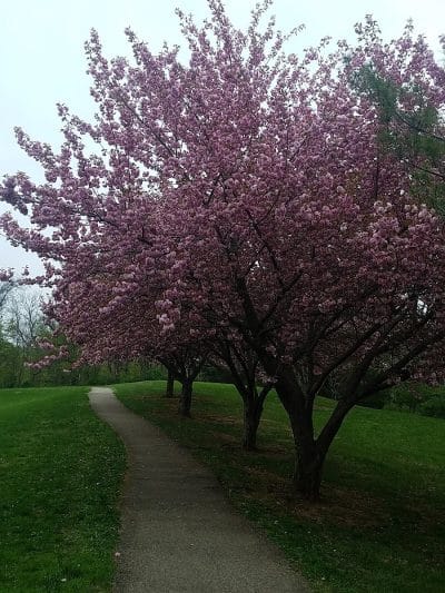 James C. Dittmar Park - Wayne, PA