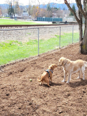 Waynesville Dog Park