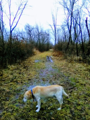 Spring Valley Wetland