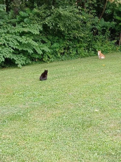 Hammond park - Wellsville, OH