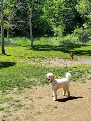 Hopewell Dog Park