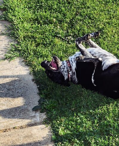 West Goshen Township Dog Park - West Chester, PA