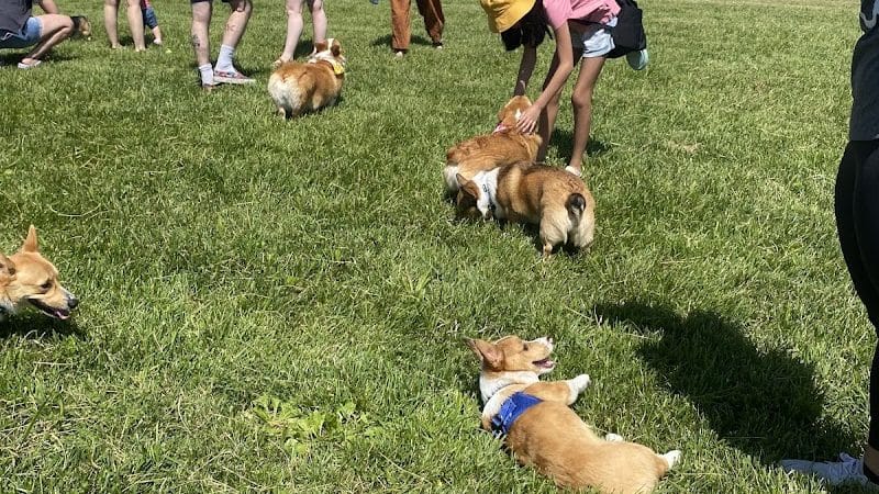 Wiggly Field Dog Park - West Chester Township, OH