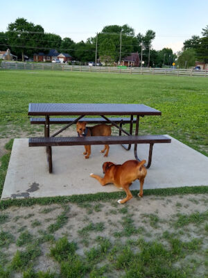 Wiggly Field Dog Park