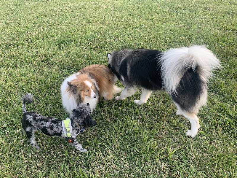 Wiggly Field Dog Park - West Chester Township, OH
