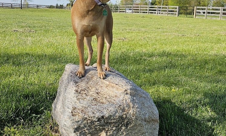 Wiggly Field Dog Park - West Chester Township, OH