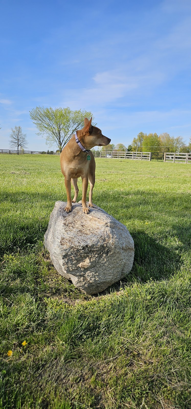 Wiggly Field Dog Park - West Chester Township, OH