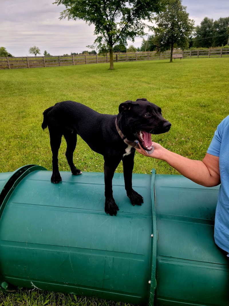 Wiggly Field Dog Park - West Chester Township, OH