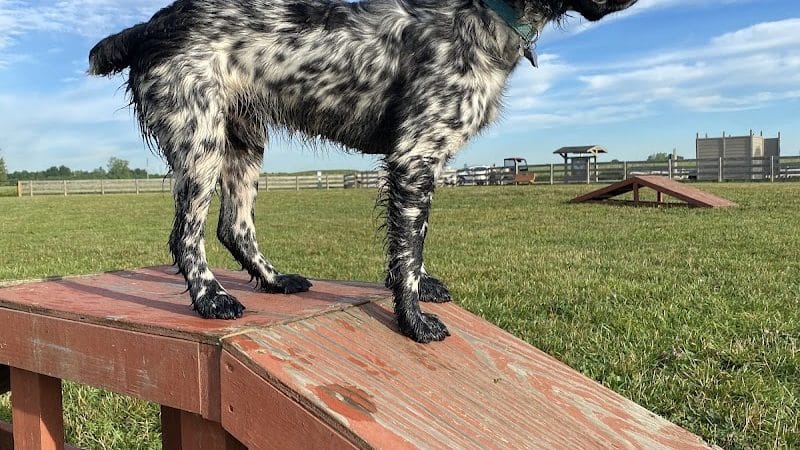 Wiggly Field Dog Park - West Chester Township, OH
