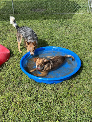 All Paws on Deck Grooming, LLC