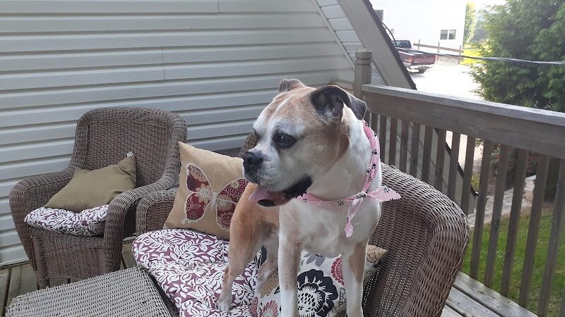 All Paws on Deck Grooming, LLC - West Lafayette, OH