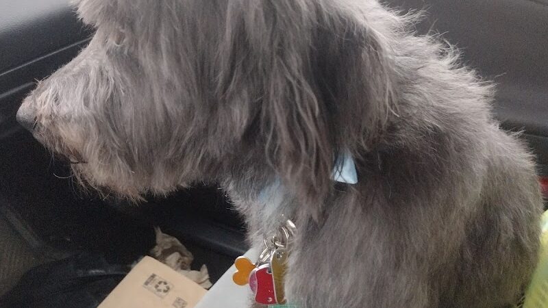 All Paws on Deck Grooming, LLC - West Lafayette, OH