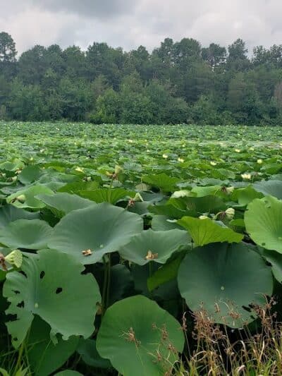 Adams Lake State Park - West Union, OH